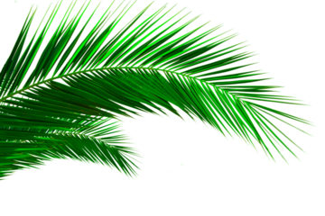 Isolated palm leaf on white background. Palm branch transparent. Green tropical plants decoration elements, png file