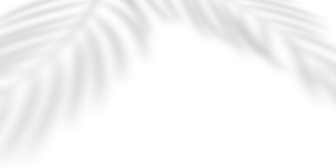 Abstract background of palm leaves or coconut leaves and perspective. Natural pattern, gray shadow. Copy space or empty. For advertisements, business cards, and transparent backgrounds with png.