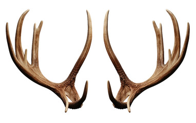 A pair of antlers with large, imposing horns is prominently displayed. The intricate details of the antlers are evident, showcasing their impressive size and complexity.