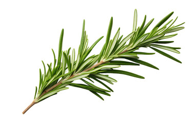 A close up view of a branch of a pine tree isolated on a white background. The branch is filled with long green needles and small brown cones, typical of pine trees.