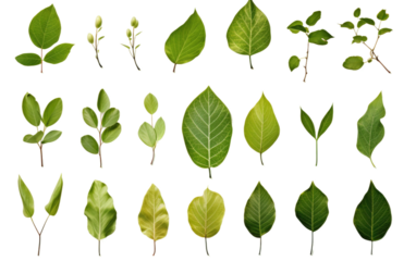 A cluster of vibrant green leaves. The leaves vary in shape and size, creating a visually interesting composition. The crisp contrast between the green leaves.