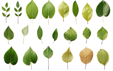 A collection of green leaves is scattered across a clean white background. The leaves vary in shape, size, and texture, creating a visually interesting composition.