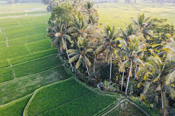 terrace rice fields, Bali, Indonesia - 747899262