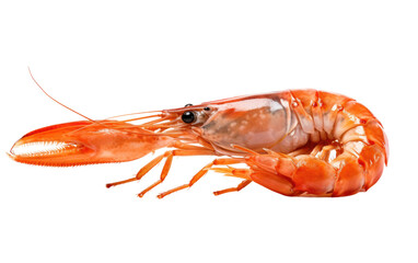 A detailed view of a shrimp, showcasing its distinctive features on a clean white backdrop. The shrimp is the main focal point, with its intricate patterns and textures clearly visible.