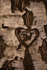 love heart carved on a birch tree bark with initials carved many years ago