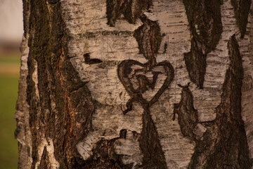 Heart carved into birch tree bark with a letter in the middle
