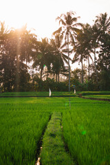 terrace rice fields, Bali, Indonesia - 747899840