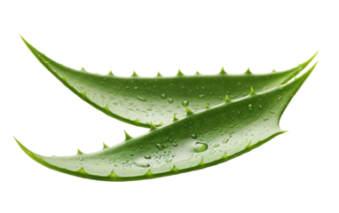 Close up view of green aloe Vera leaves covered in glistening water droplets after a recent rain shower. The drops enhance the texture and beauty of the succulent leaves.
