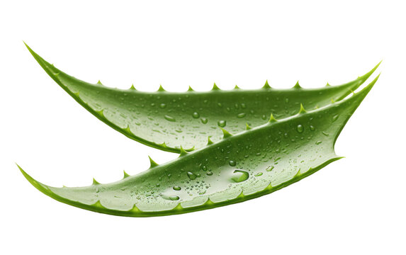 Close up view of green aloe Vera leaves covered in glistening water droplets after a recent rain shower. The drops enhance the texture and beauty of the succulent leaves.