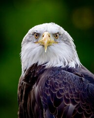 bald eagle close up