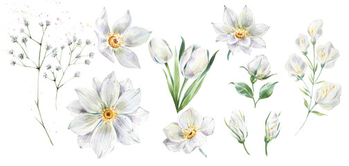 Fototapeta na wymiar White flowers clipart watercolor, floral elements for wedding invitations. Vintage illustrations.