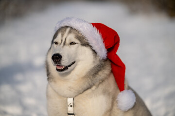 Close-up Portrait of a funny Siberian Husky dog sitting in a winter fairy forest and wearing a red Christmas Santa Claus hat on a sunny winter day.
