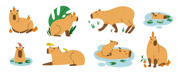 Cute capybara. Funny capibara, adorable exotic animal swimming, standing and sitting. South America mammal relaxing, tropical leaves and oranges. Cartoon flat isolated vector illustration set