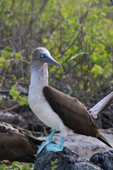 Blue-Footed Booby