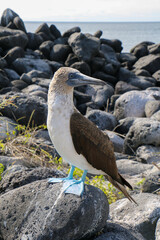 Blue-Footed Booby