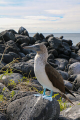 Blue-Footed Booby