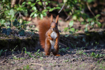 Squirrel posing standing in the park
