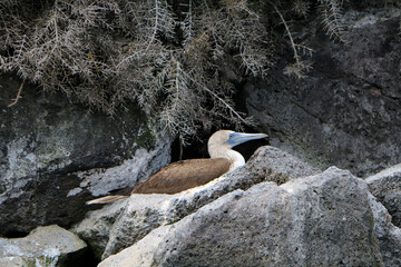 Blue-Footed Booby