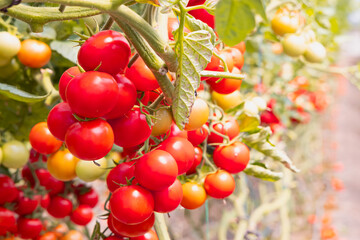 Greenhouse to grow tomatoes -   Tomatoes ripening on hanging stalk in greenhouse 
