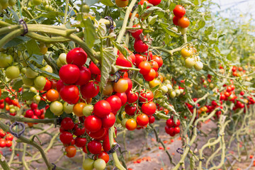 Greenhouse to grow tomatoes -   Tomatoes ripening on hanging stalk in greenhouse 