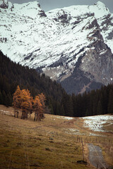 French Alps Autumn Leaves