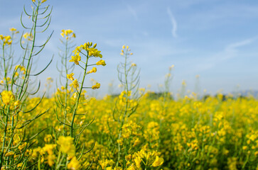 flowering rapeseed canola or colza in spring