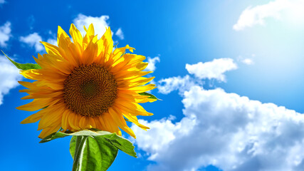 Sunflower on a sunny day against a blue sky. Banner for advertising or postcard. Free space for text.