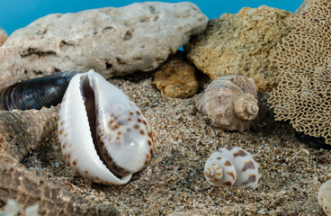 Tiger Cowrie Shell on the sand underwater