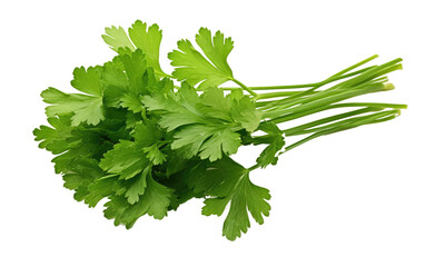 A collection of vibrant green parsley leaves arranged in a bunch. The parsley leaves are lush and healthy, creating a visually striking contrast against the stark white backdrop.