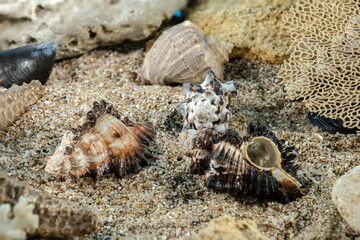 Murex Indivia Longspine Shell on the sand underwater