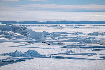 Penguin colony in the ice in Antarctica 