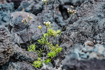  Luamanu and July 1974 Flow. Hawaiʻi Volcanoes National Park. Devils Throat. Chain of Craters Rd.  Dubautia scabra, or rough dubautia, is a species of Dubautia endemic to the state of Hawai'i. 