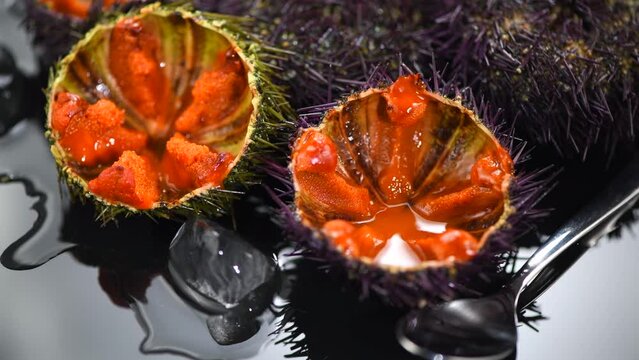 Sea Urchin with caviar close-up, on black background. Fresh open sea urchins with ice, ready to eat. Border design, delicatessen food. Traditional Mediterranean food. Roe. Sea food 