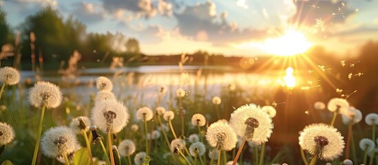 A field of fluffy dandelion flowers with the sun setting in the background, casting a warm glow over the landscape. - Powered by Adobe