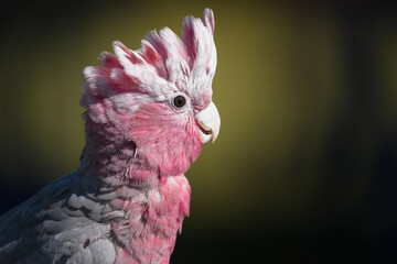 Galah Cockatoo Parrot headshot with blur background.
