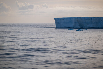 Tabular iceberg and birds in Antarctica