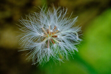 Common dandelion is a wild plant that can grow in moist areas and sunlight