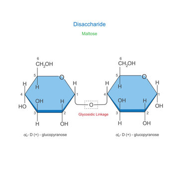A Disaccharide is a sugar molecule composed of two monosaccharides joined by a glycosidic bond. Maltose or malt sugar. Chemical illustration.