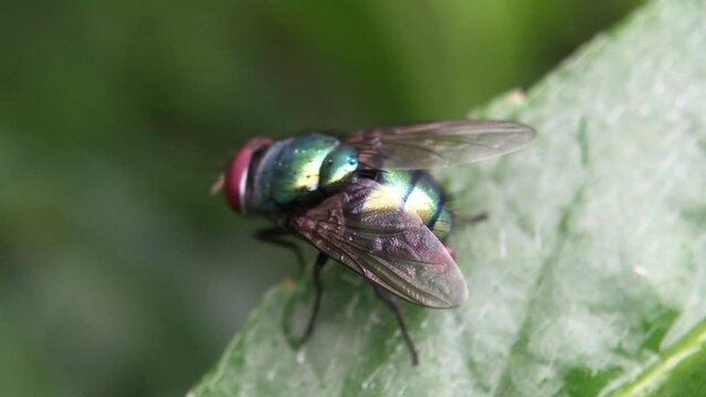 close up of a fruit fly (Bactrocera) attached to a leaf
