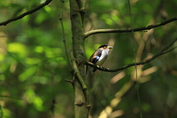 Silver-breasted Broadbill (Serilophus lunatus), Showing front profile, standing on a branch in nature of Thailand 