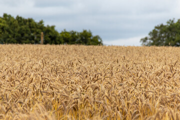 wheat field in the summer