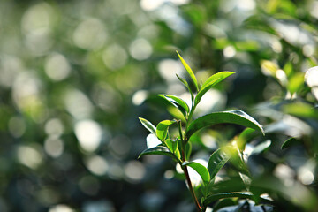 Close-up of growth green tea leaf in the organic tea farm, tea plantation background. Closeup fresh nature green tea leaves plant, agriculture field