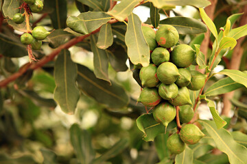 Raw of Macadamia integrifolia or Macadamia nut hanging on plant 