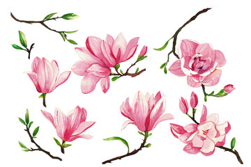 magnolia Pink and white flowers bloom in a beautiful garden, showcasing the magnolia blossom in full summer bloom watercolor hand drawn drawing