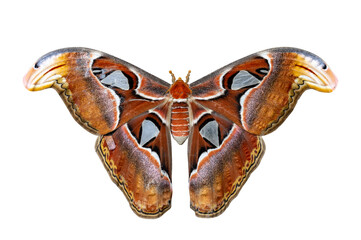 Attacus atlas moth isolated on white background for insect, bug and entomology