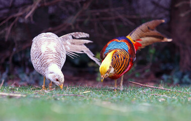 Two Golden Pheasant eating in nature - 747917685
