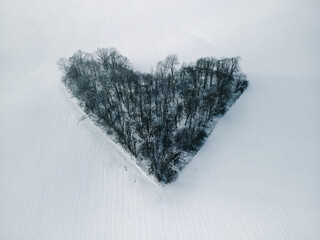 Heart-shaped trees located among snowy winter fields - Grove of Love (Zagajnik Miłości) - obrazy, fototapety, plakaty