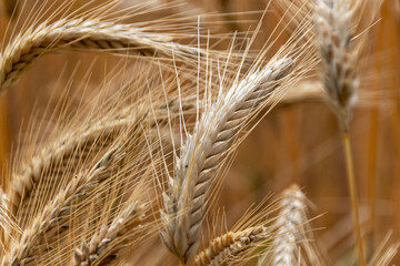 ears of wheat in field