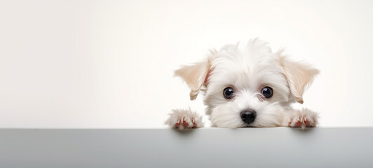 puppy looking confused, ultra details, photorealistic сreated with Generative Ai