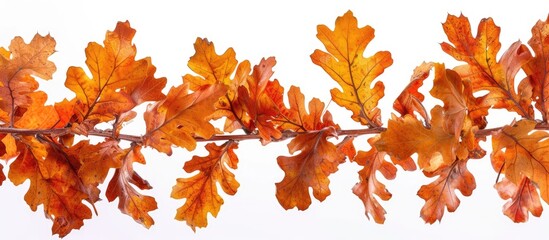 This close-up shot focuses on a branch with vibrant autumn oak leaves against a white background. The leaves are detailed and rich in color, capturing the essence of the fall season.